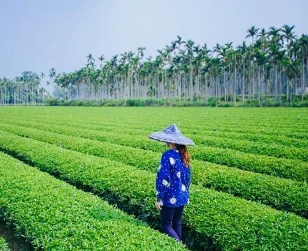 Presotea tea farm